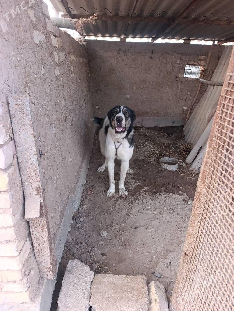 BARON - Теджен - img 1