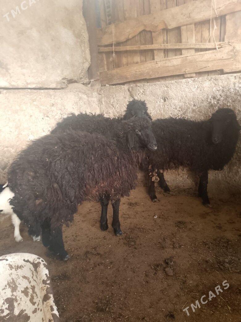 goyun - Ашхабад - img 1