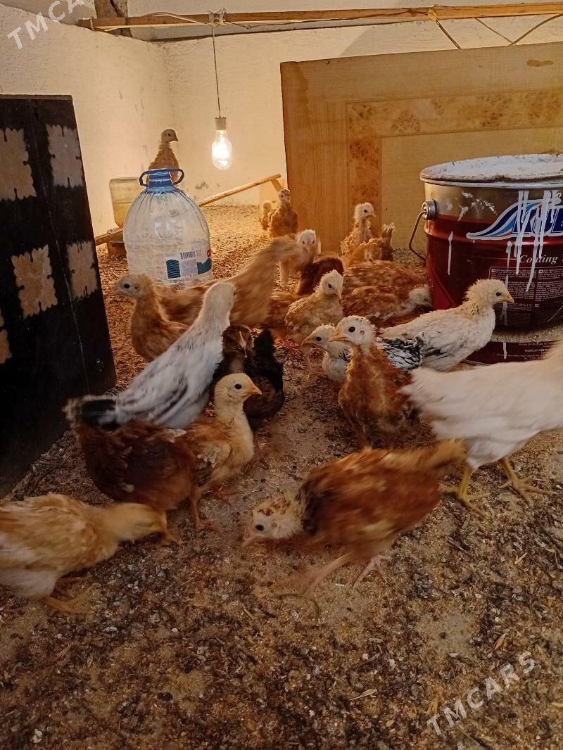 Jùje - Gyzylarbat - img 1