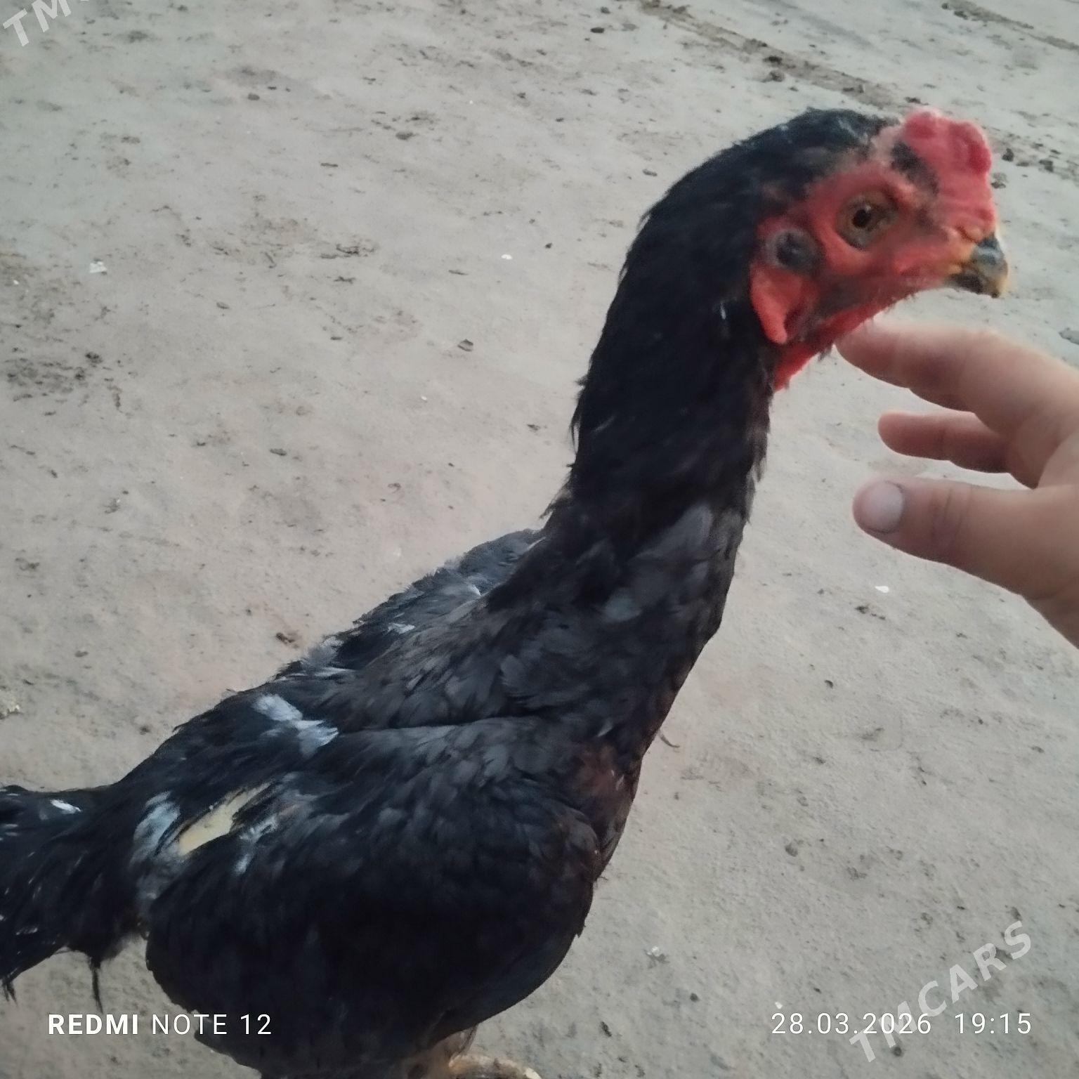 Baysy - Саят - img 1