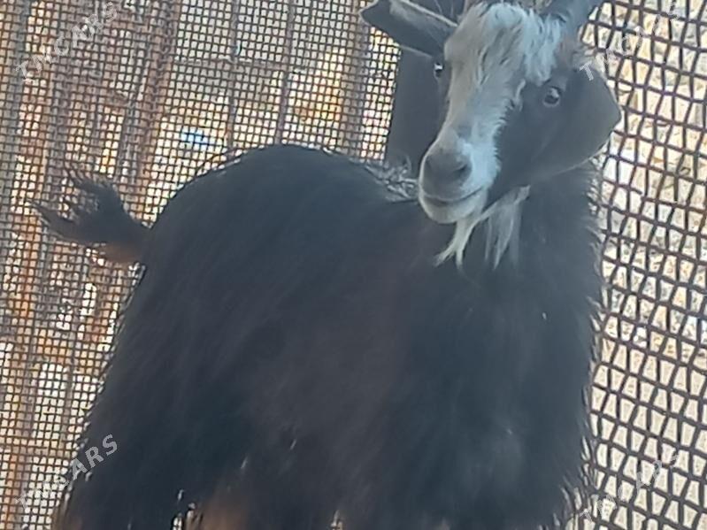 geçi - Гумдаг - img 1