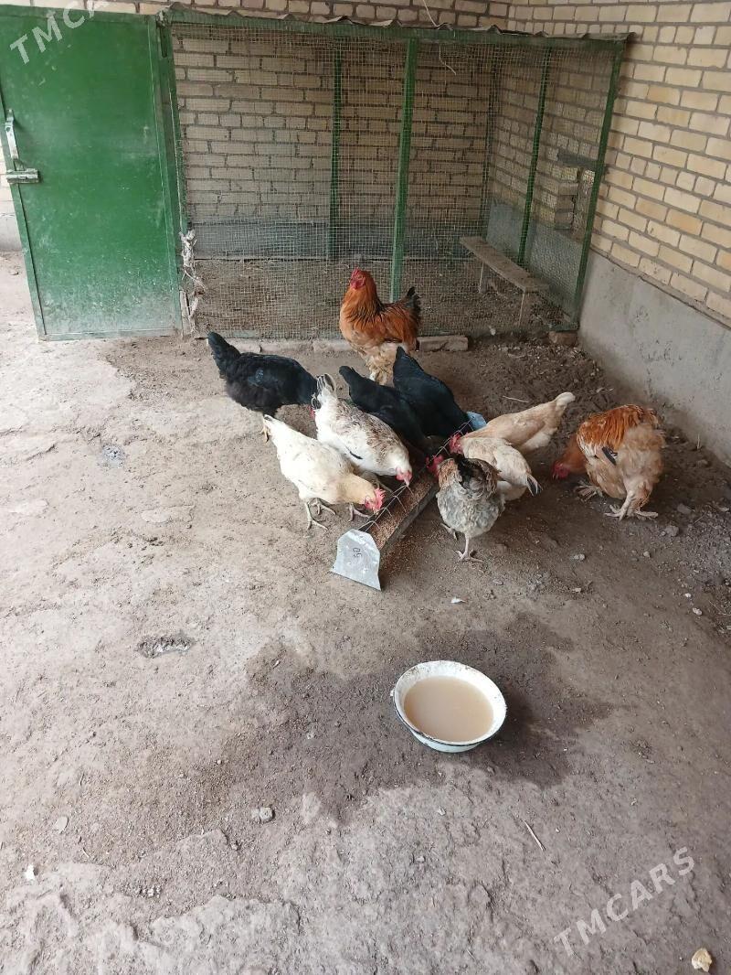 товуклар - Чарджоу - img 1