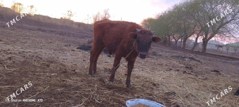 Okizce bn gacar - Гороглы (Тагта) - img 1