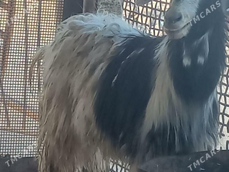 geçi - Гумдаг - img 1