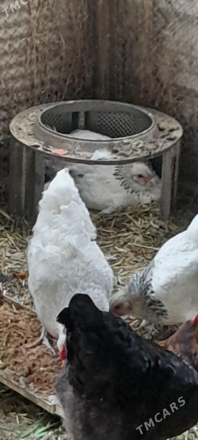 kuruk brama argynal - Bäherden - img 1