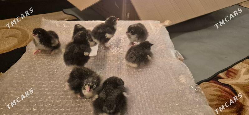 Brama jüje original - 16-njy tapgyr - img 1