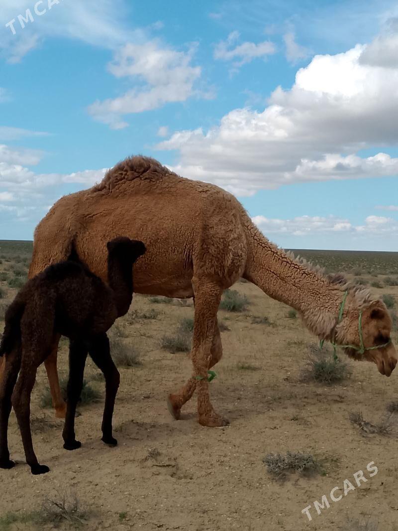 duye - Türkmenbaşy - img 1