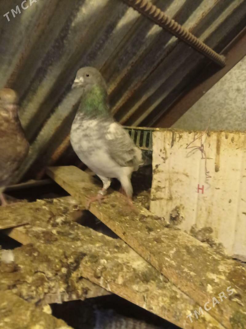 guşlar gowy sagdyn guslar - Änew - img 1