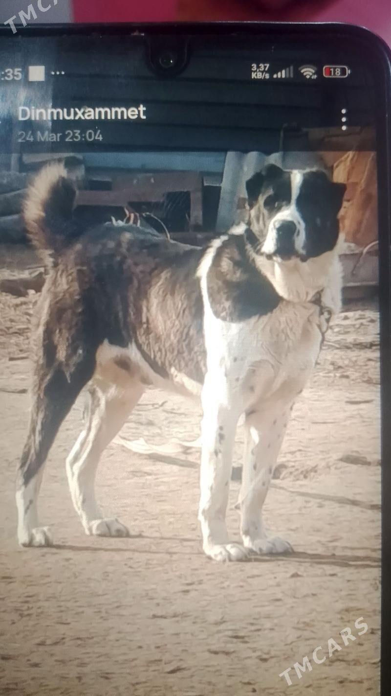 Türkmen Alabaýy - Garadamak - img 1