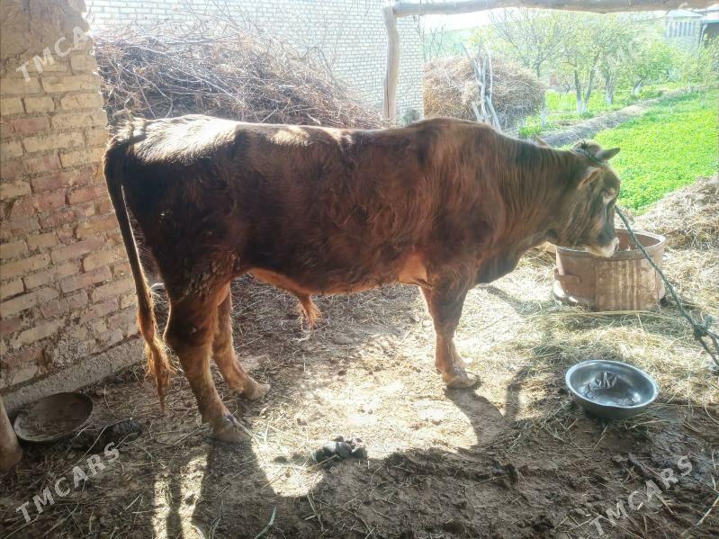 okuz - Фарап - img 1