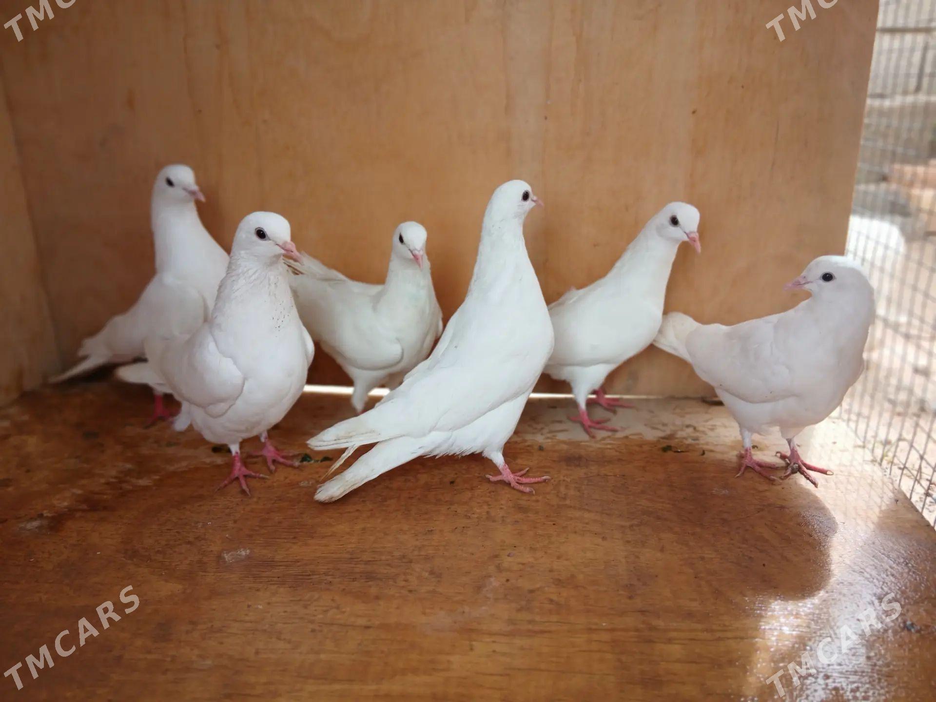 kepderi - Tejen - img 1