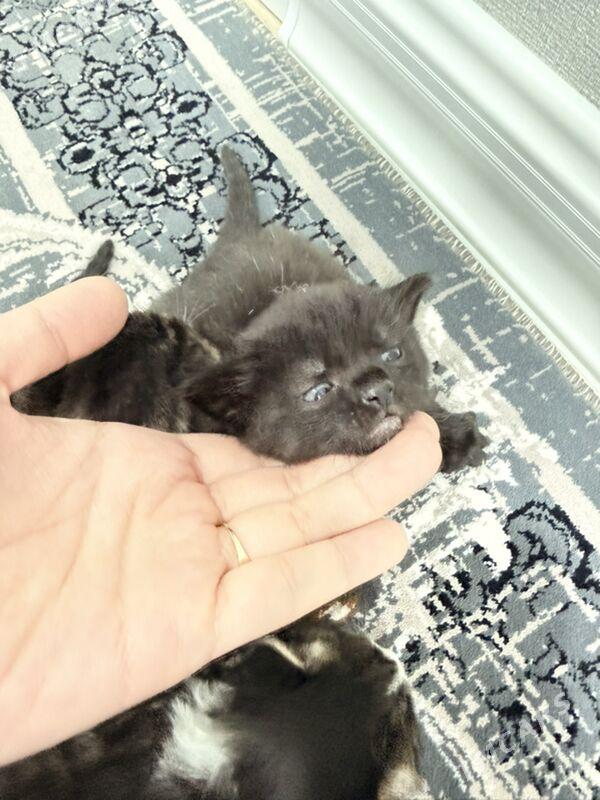 mugt pisijekler - Balkanabat - img 1