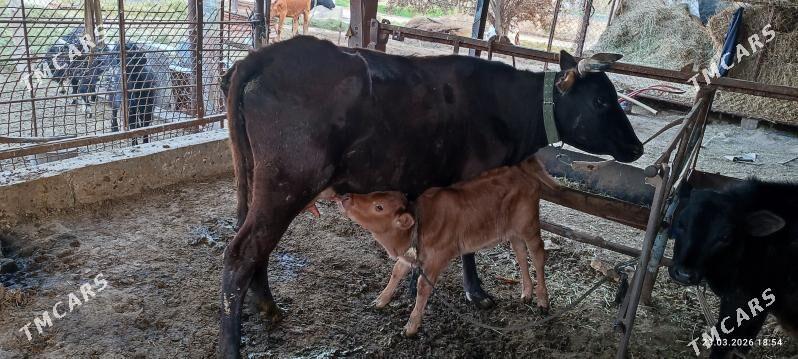 Göleli sygyr - Sakarçäge - img 1