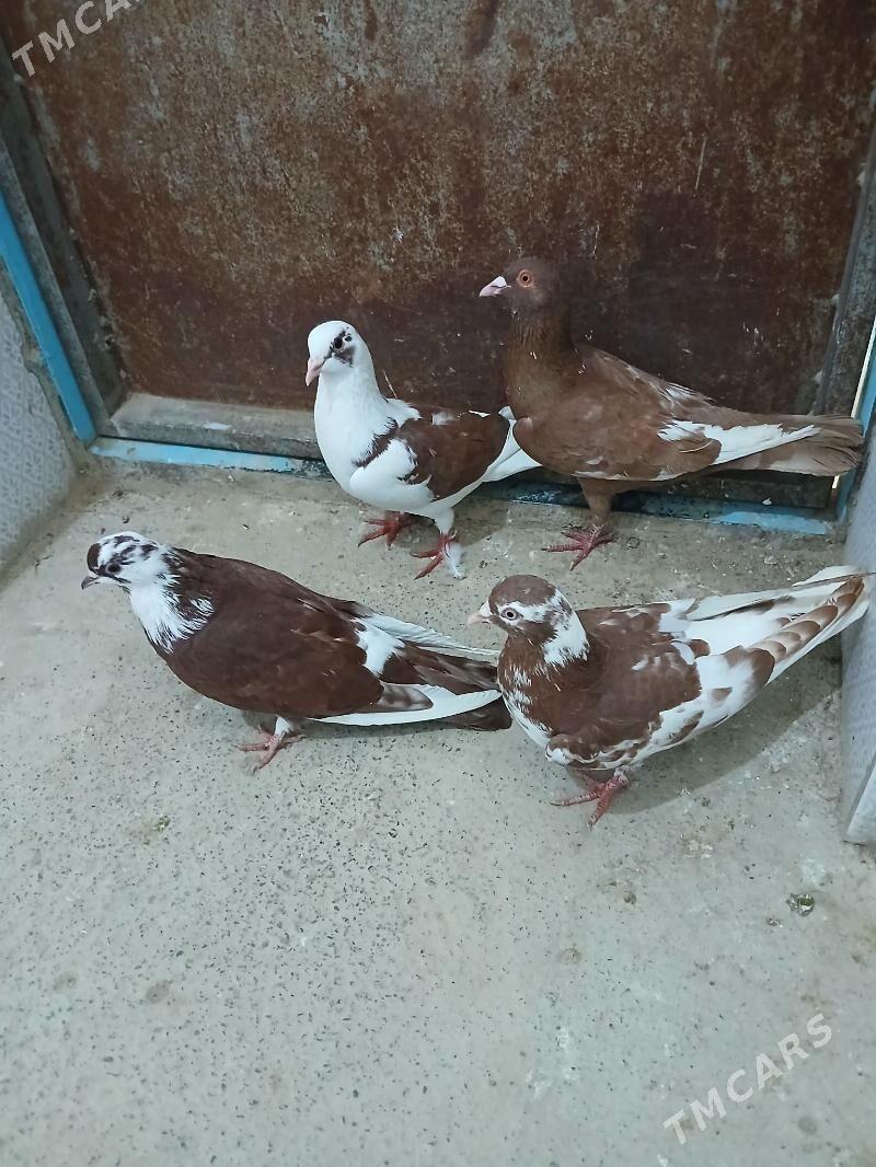 kepderi - Гызыларбат - img 1