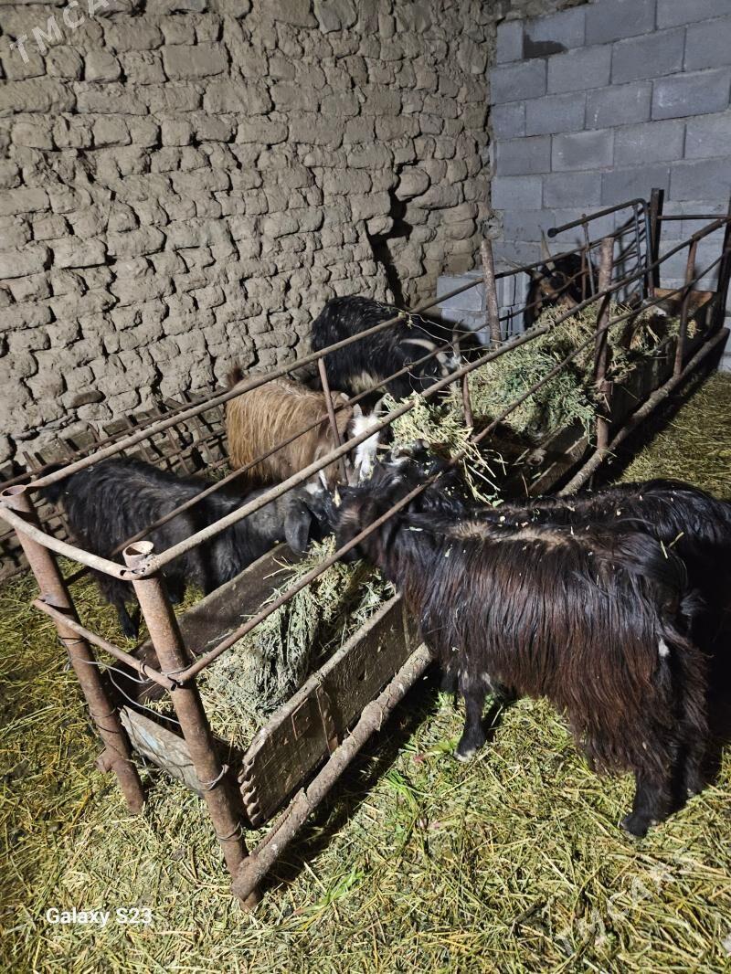 Çebiş - Махтумкули - img 1