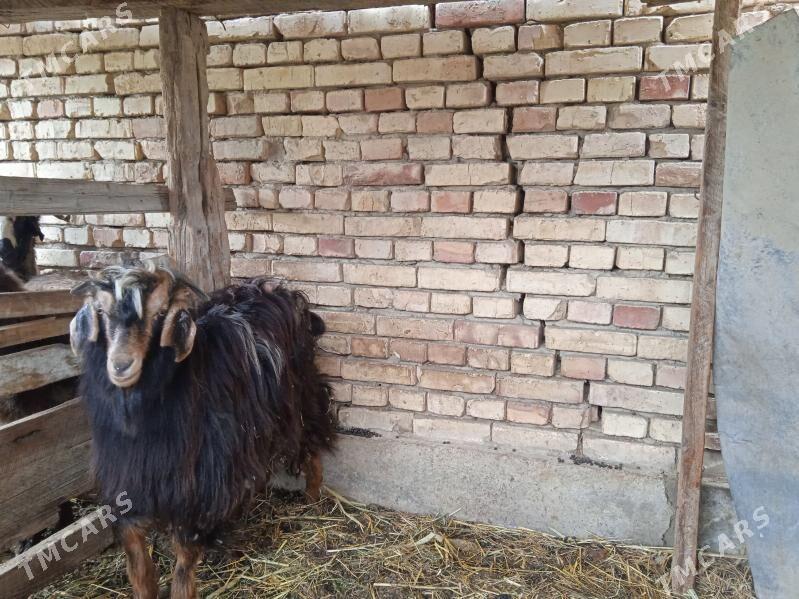 çebiş - Гёкдепе - img 1