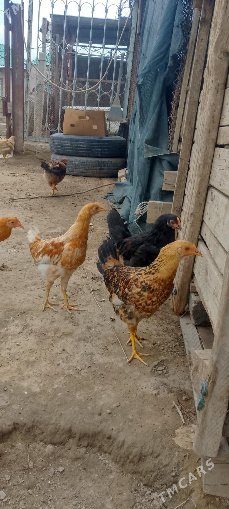 towuk jüje - Herrikgala - img 1