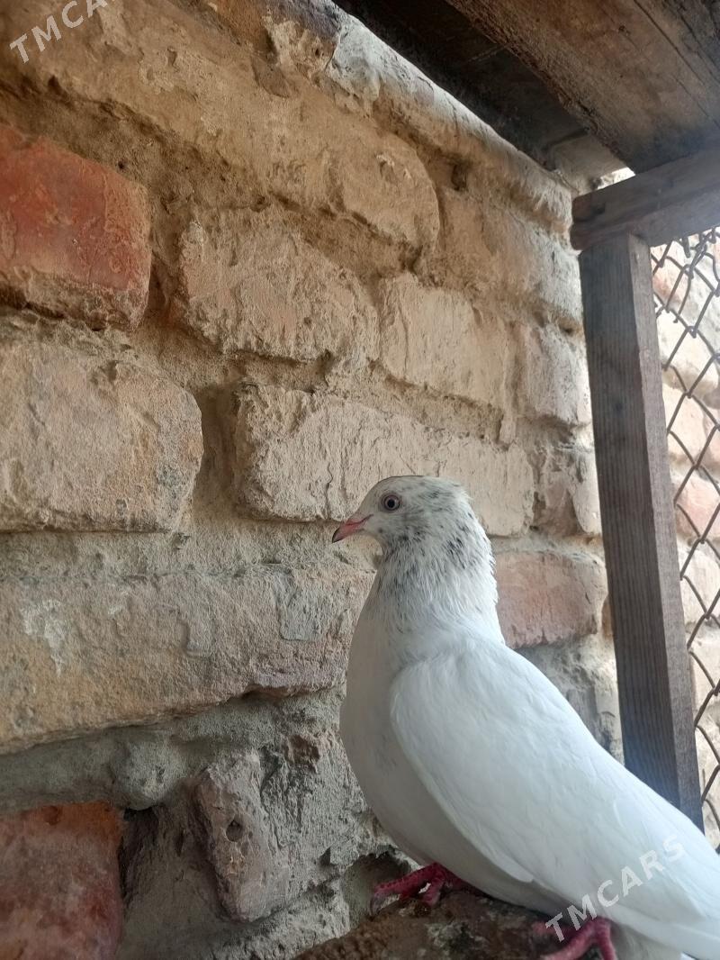 kepder - Туркменабат - img 1