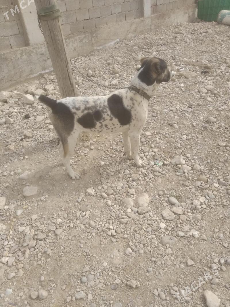 Alabay - Балканабат - img 1