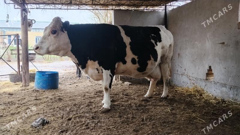 Yetik boğaz - Farap - img 1