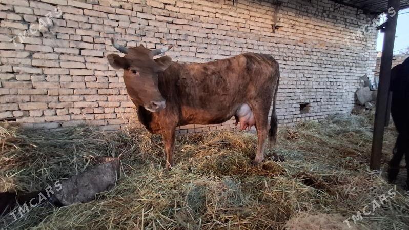 саглык сыгыр - Çärjew - img 1