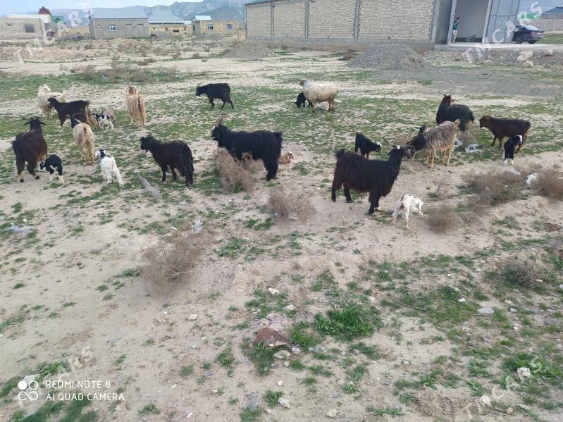 овлаклы гечи - Гызыларбат - img 1