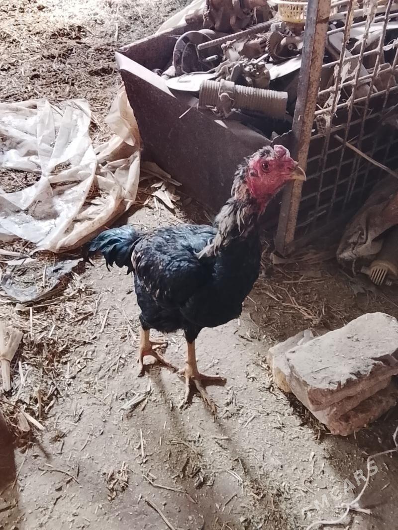 Horaz - Чарджоу - img 1