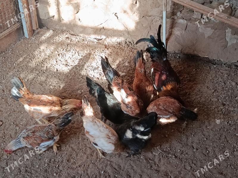 Towuk - Jebel - img 1