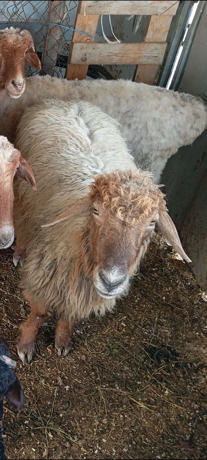 goyun - Ашхабад - img 1