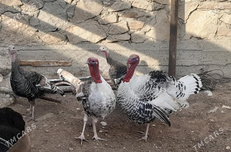 Induklar - Балканабат - img 1