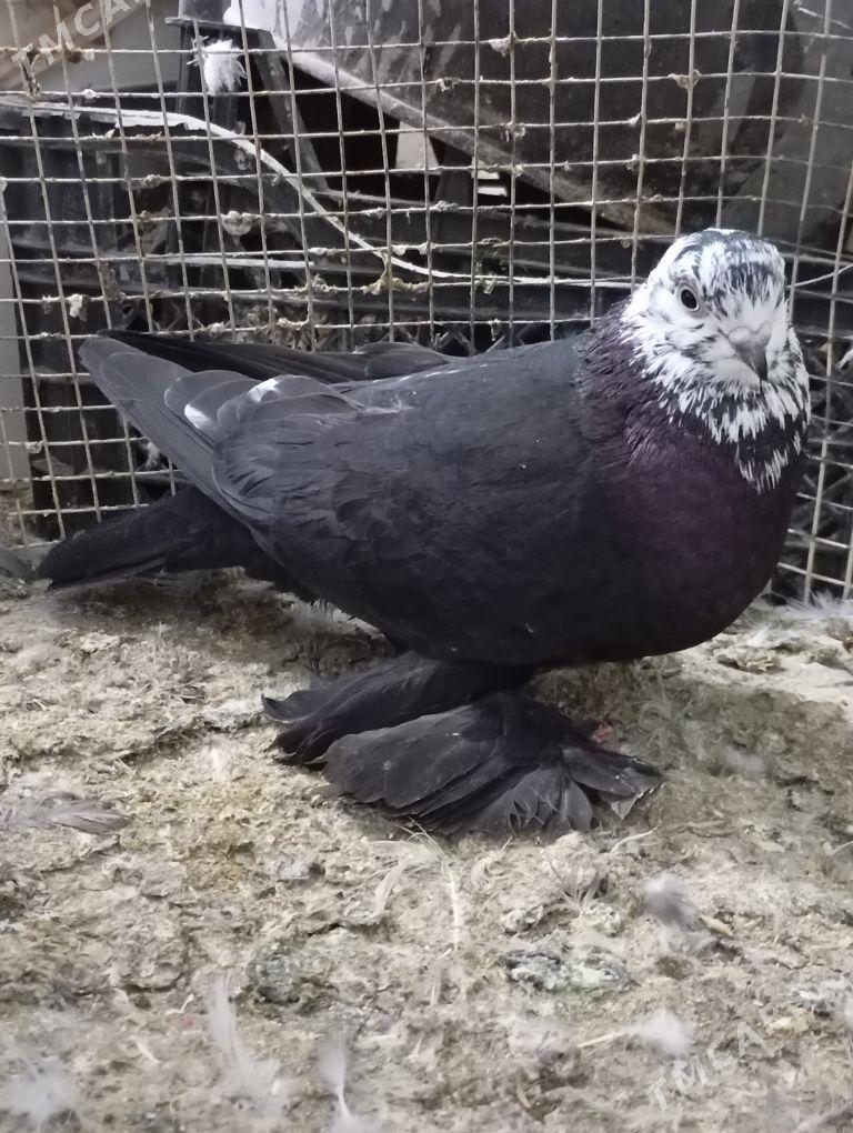 kepderi - Ашхабад - img 1