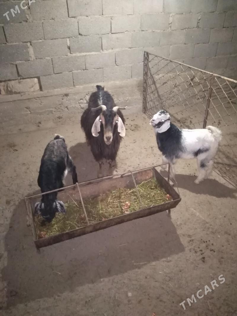 Ekiz awlakly geci yagdayy gawy - Гумдаг - img 1