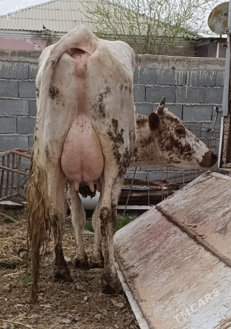 SAGYLÝAN SYGYR - Гёкдепе - img 1