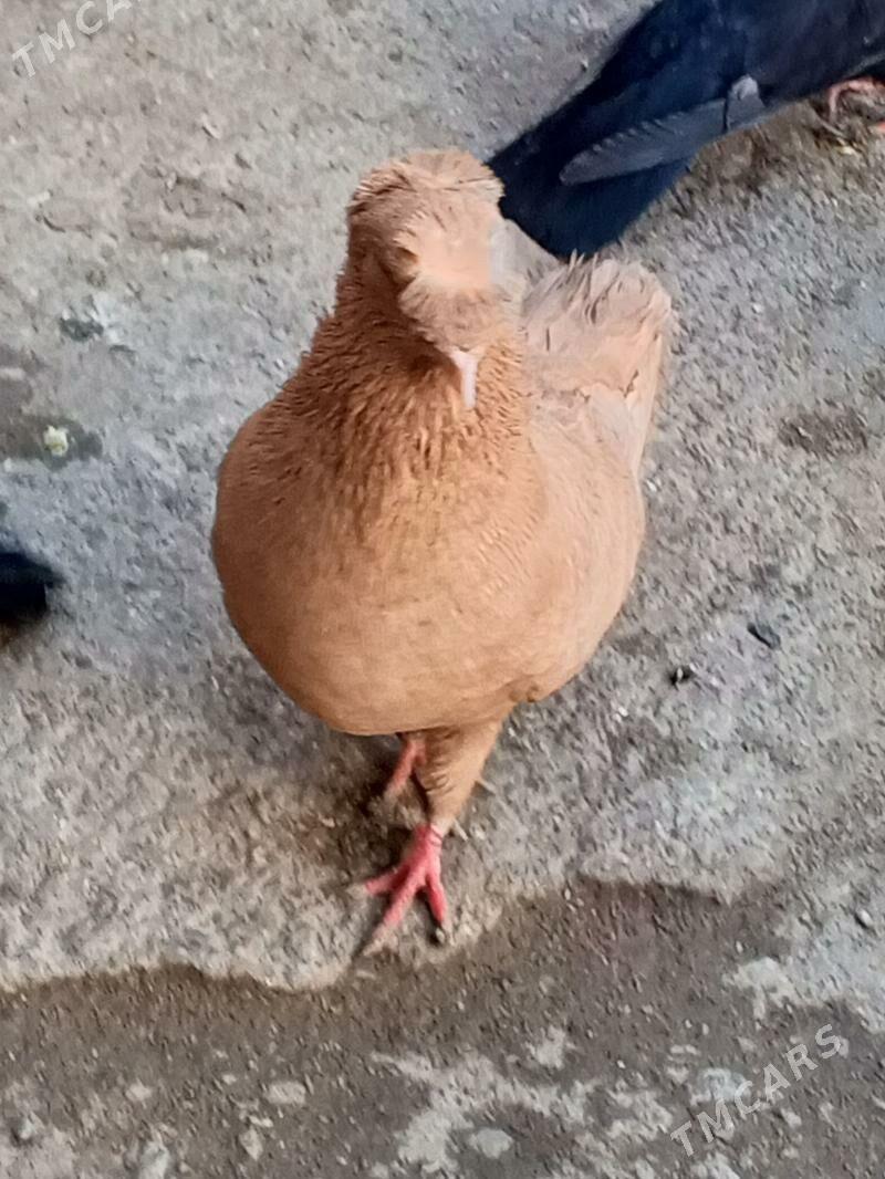 kepderi - Ашхабад - img 1