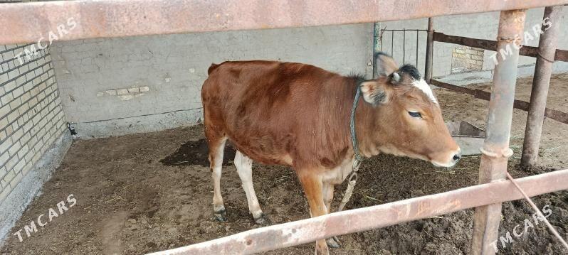 Bakylan gulajyn - Wekilbazar - img 1