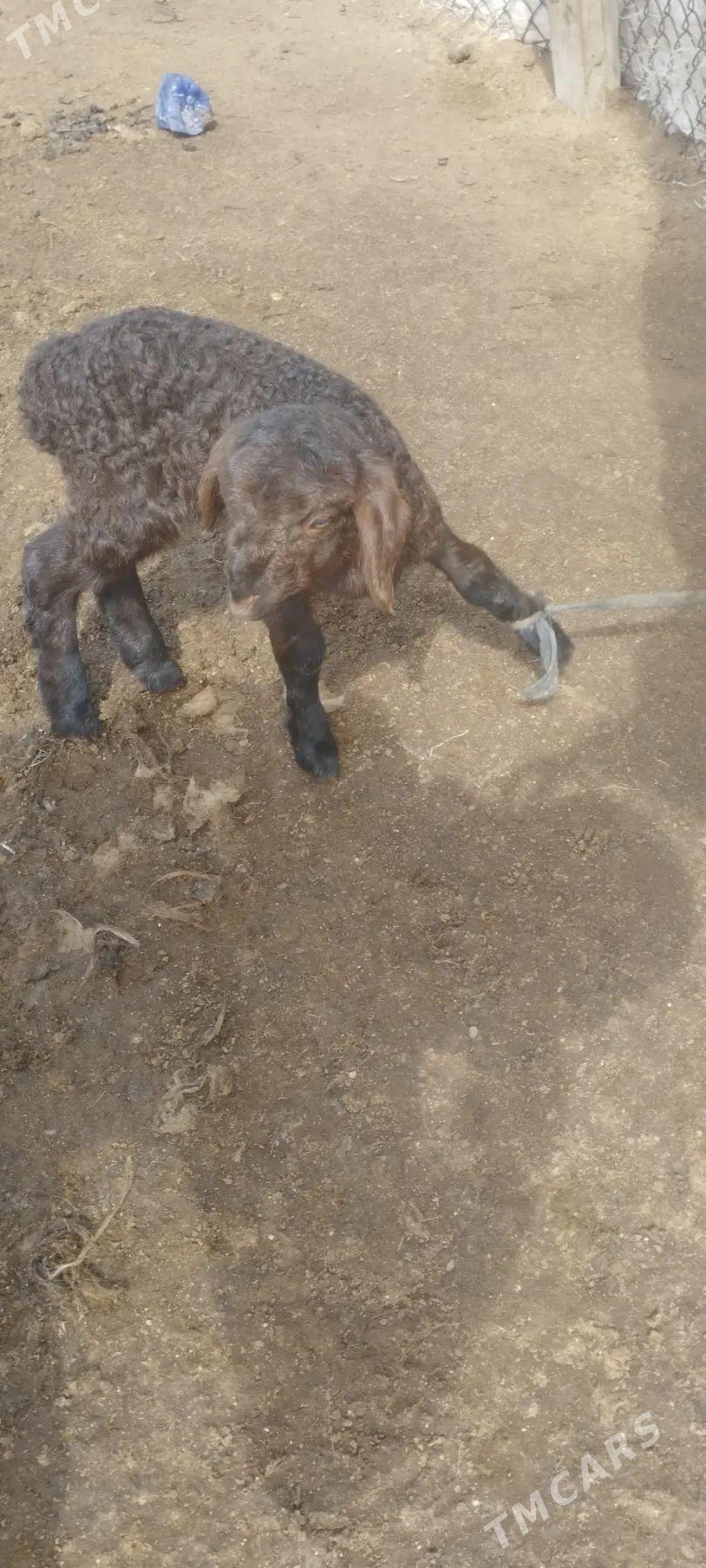 Guzy satlyk - Туркменбаши - img 1