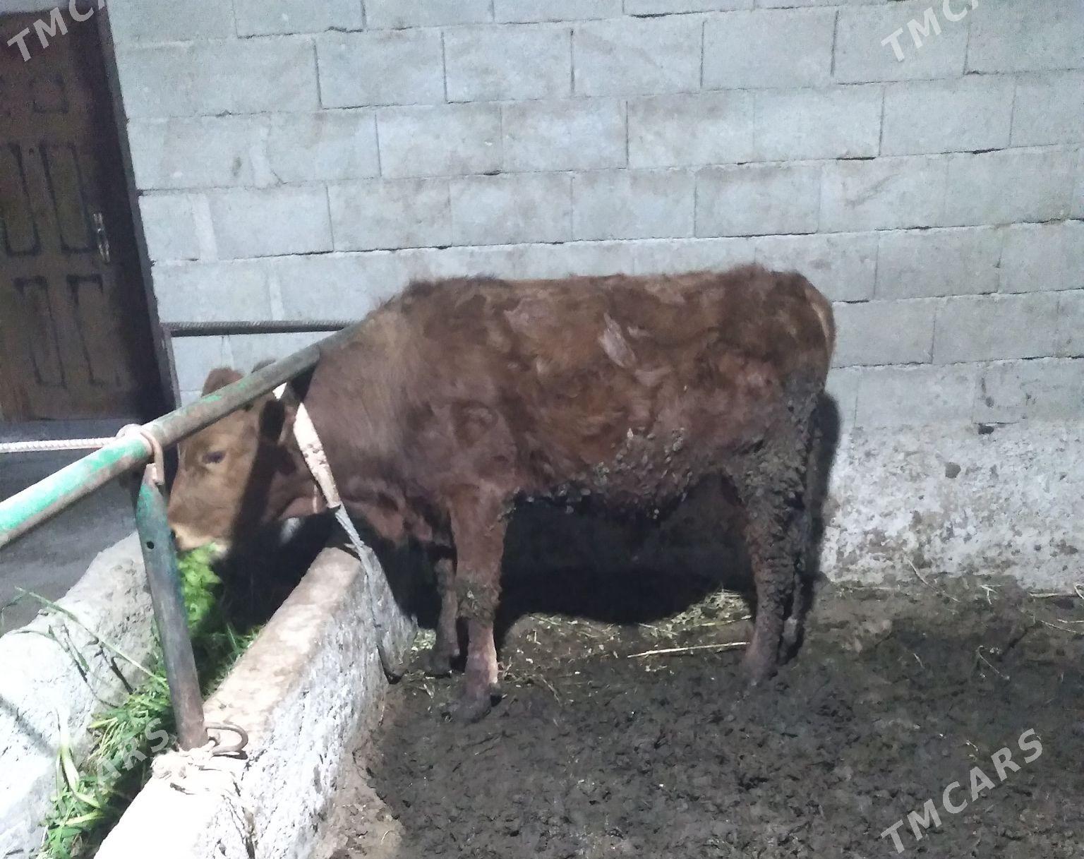 ökuz - Bäherden - img 1