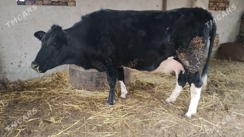 sygyr - Farap - img 1