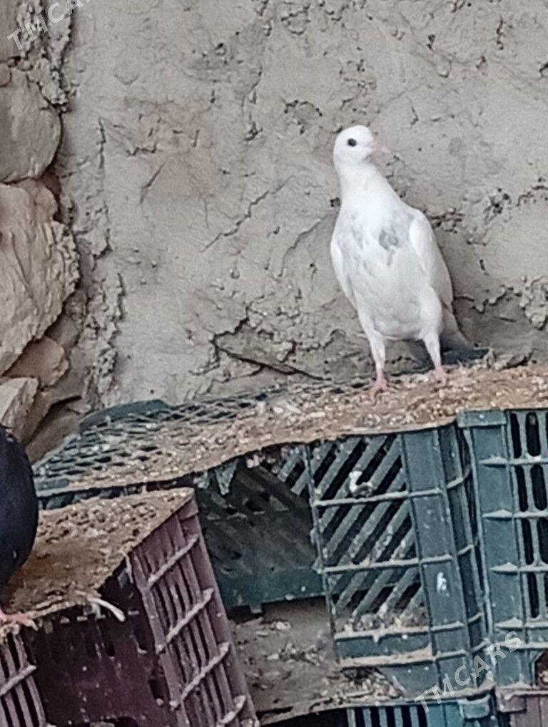 kepderi - Берекет - img 1