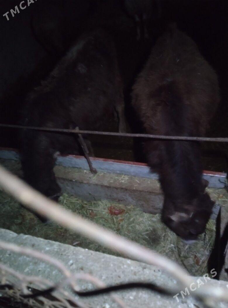 okuz - Bäherden - img 1