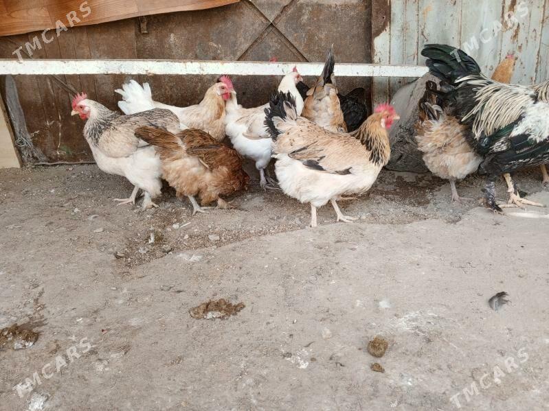 towyk - Балканабат - img 1