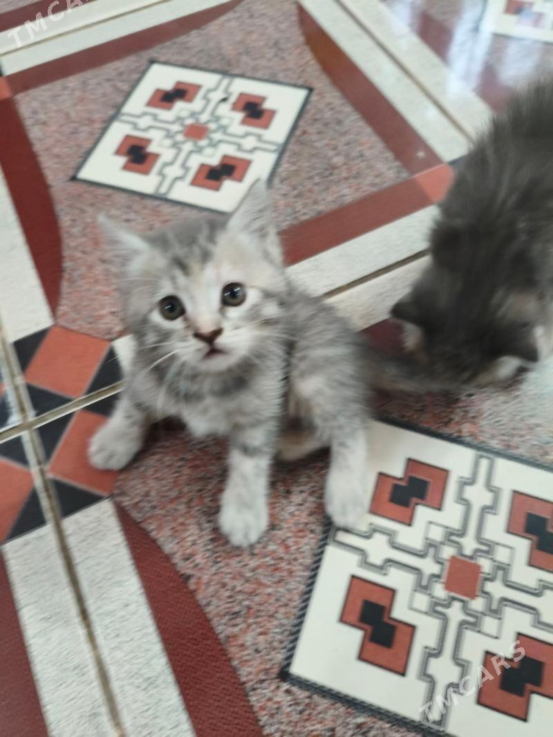 pisik добрые руки - Köşi - img 1