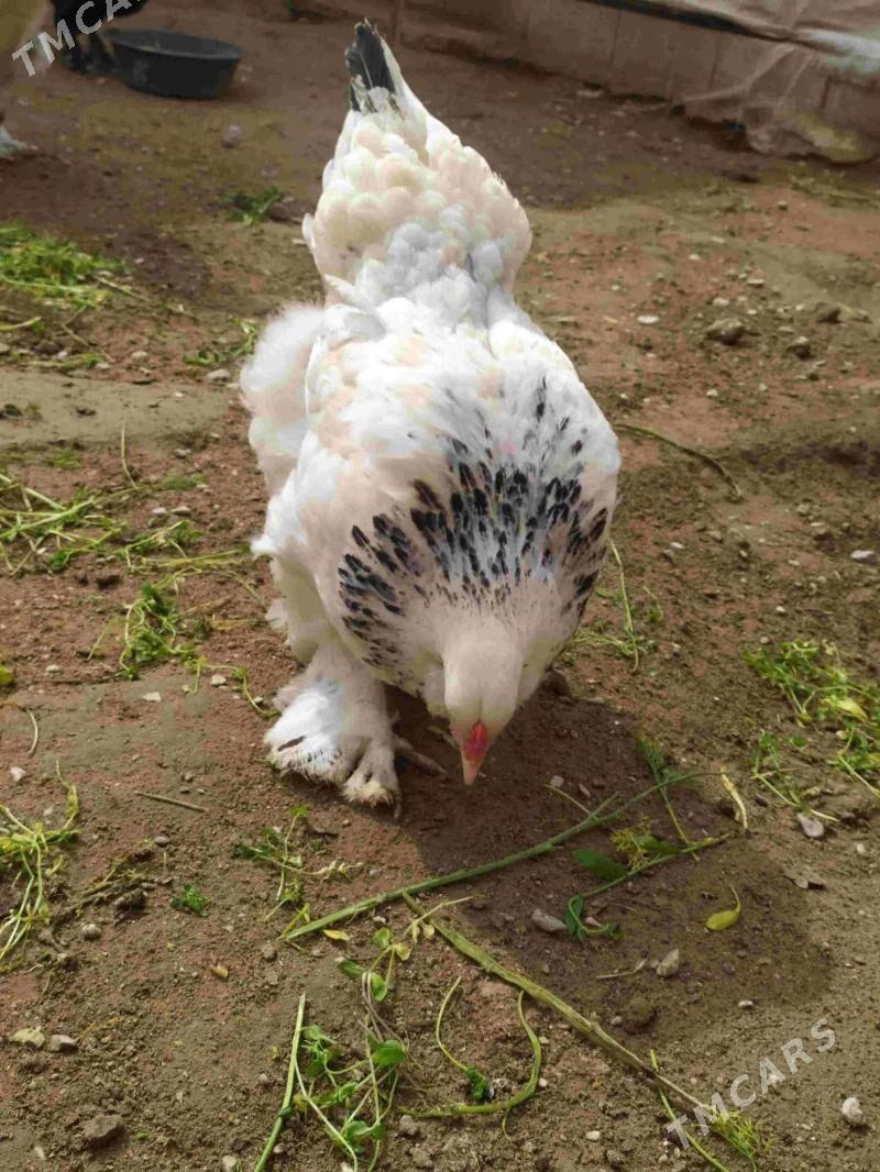 Paroda towuk yumurtga - Джебел - img 1