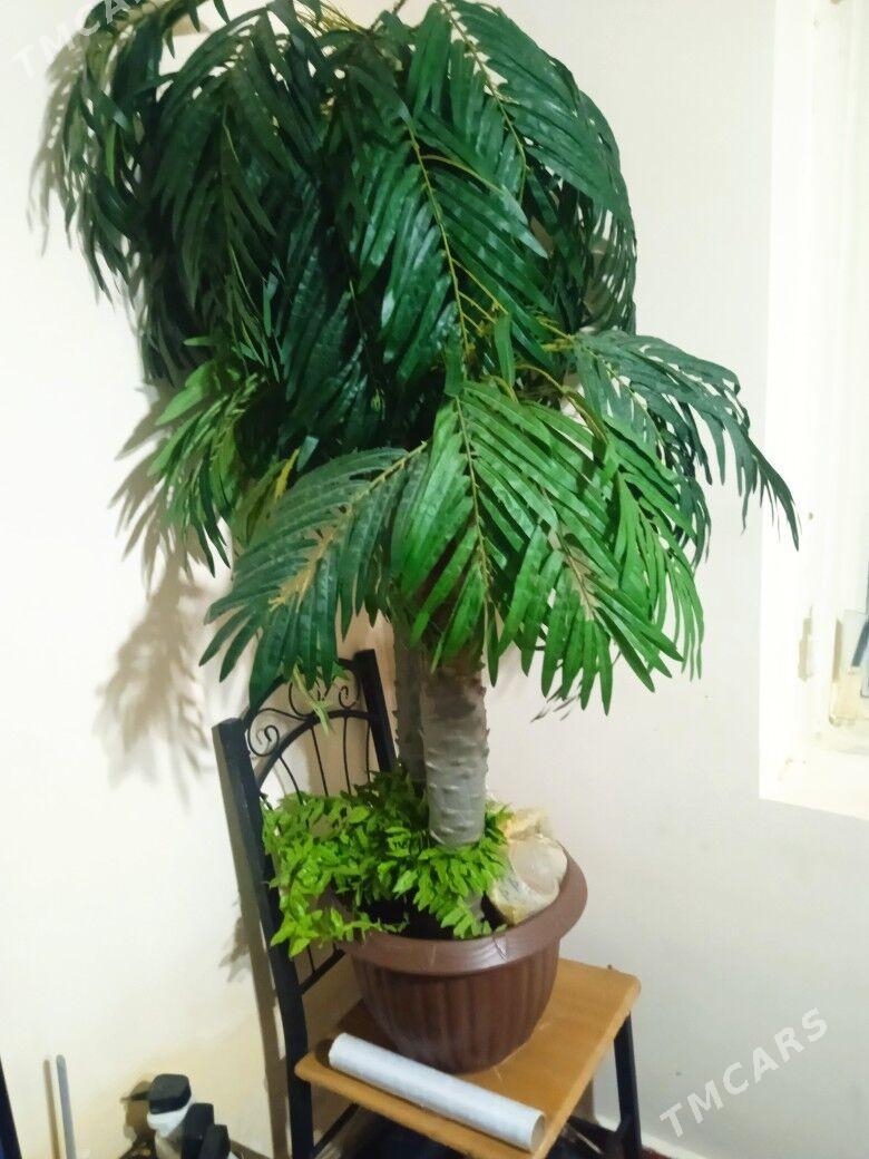 гуллер - Daşoguz - img 1