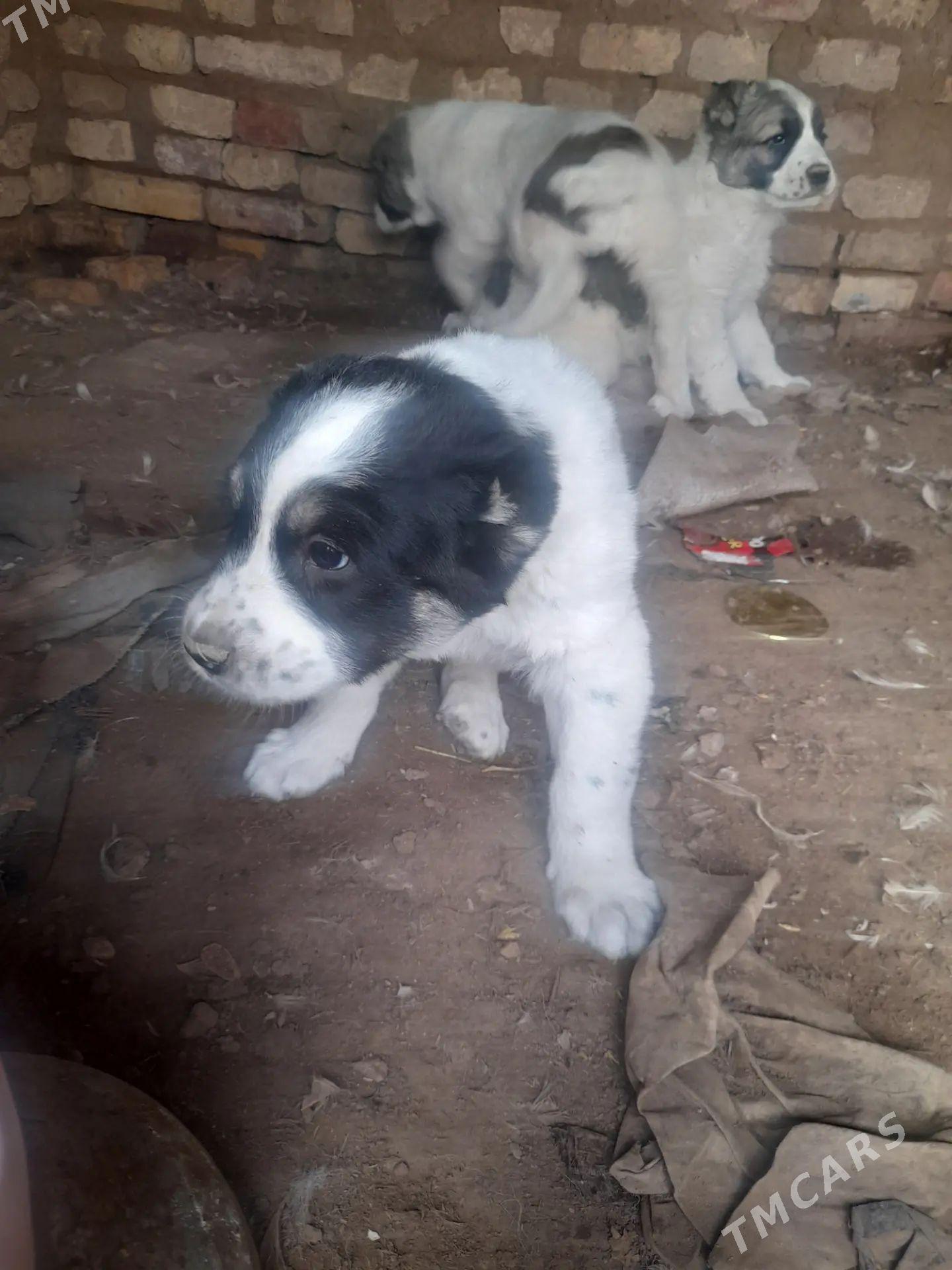 Güjik - Tejen - img 1