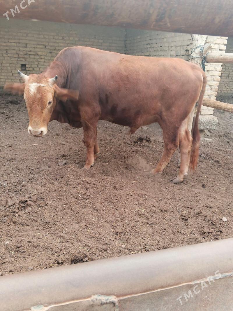 okuz - Векильбазар - img 1