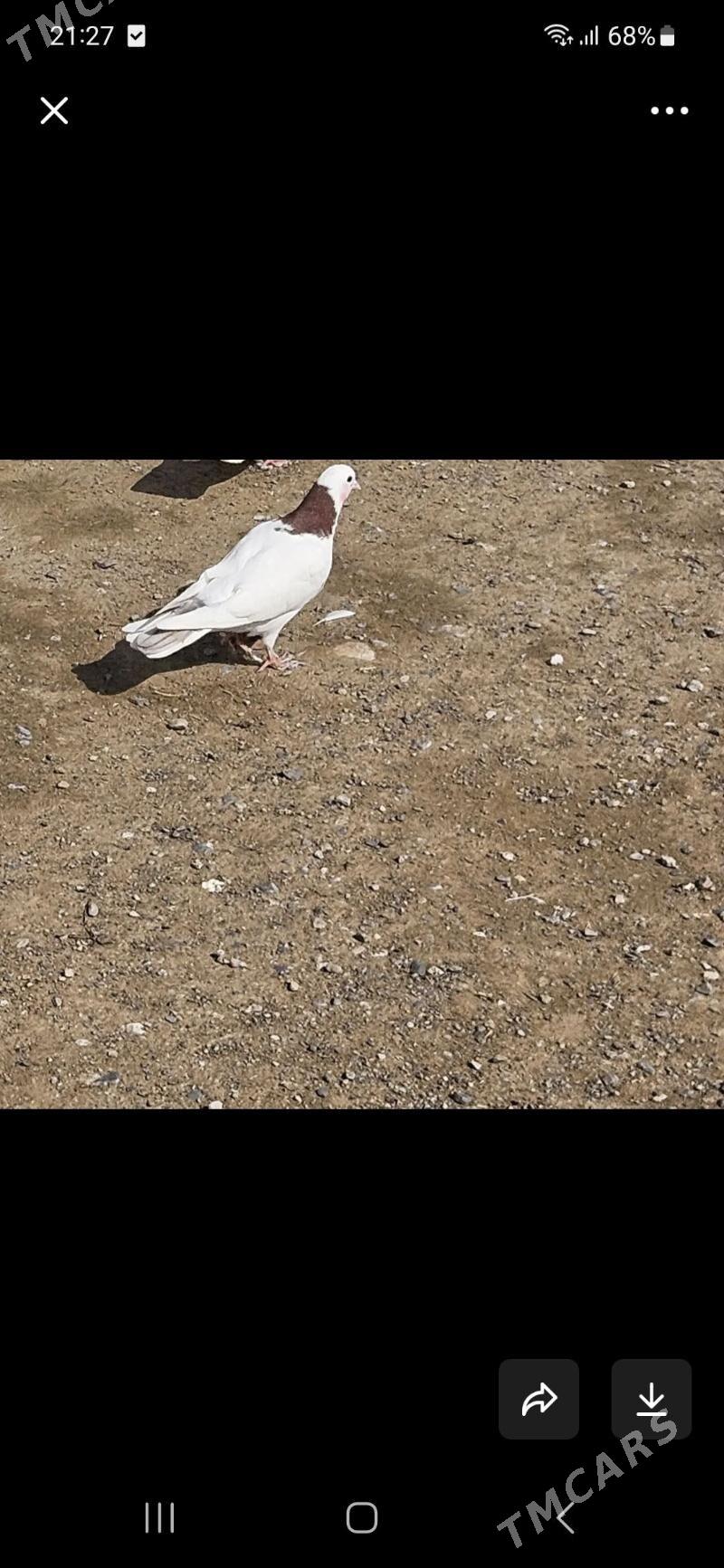 kepderi - Ашхабад - img 1