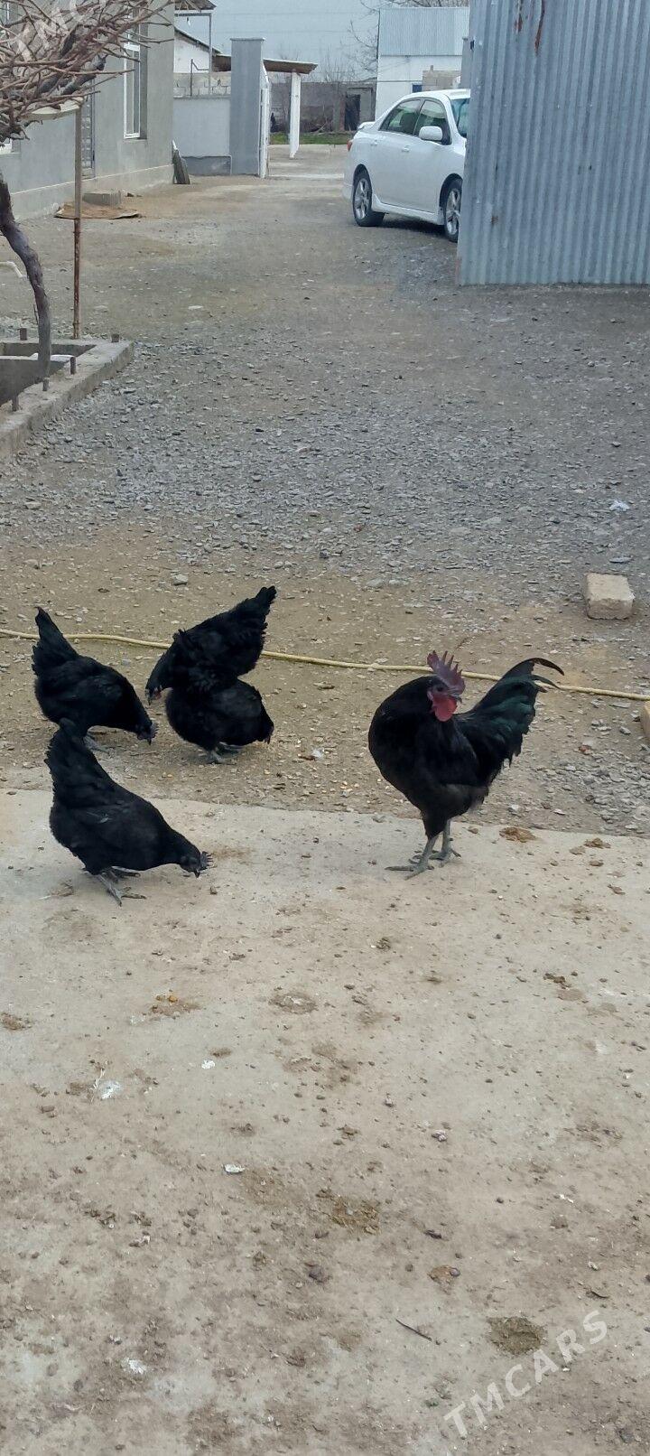 lakadenza towuk - Багир - img 1