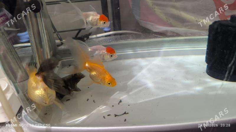 Balyk - Ашхабад - img 1