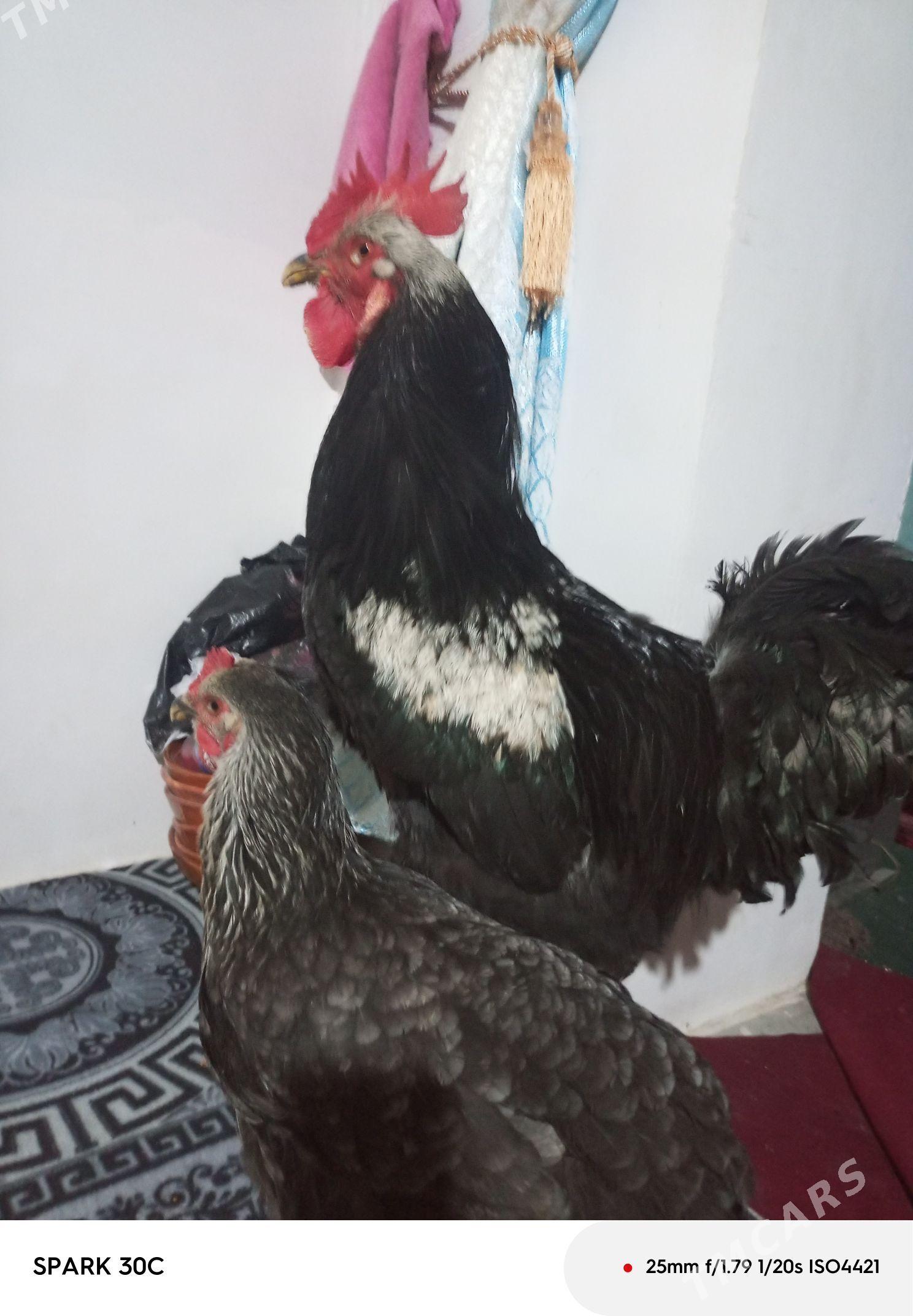 satlyk towuk - Гороглы (Тагта) - img 1